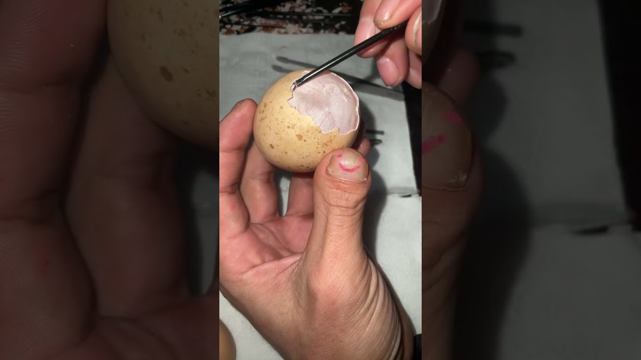 Raw egg peeling challenge : perfect Live