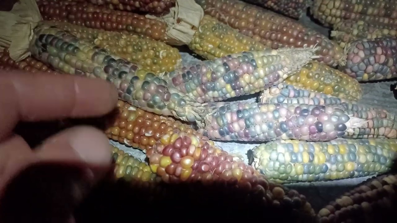 Glass Gem Corn Selection of Seed for Planting 🌽🌽🌽