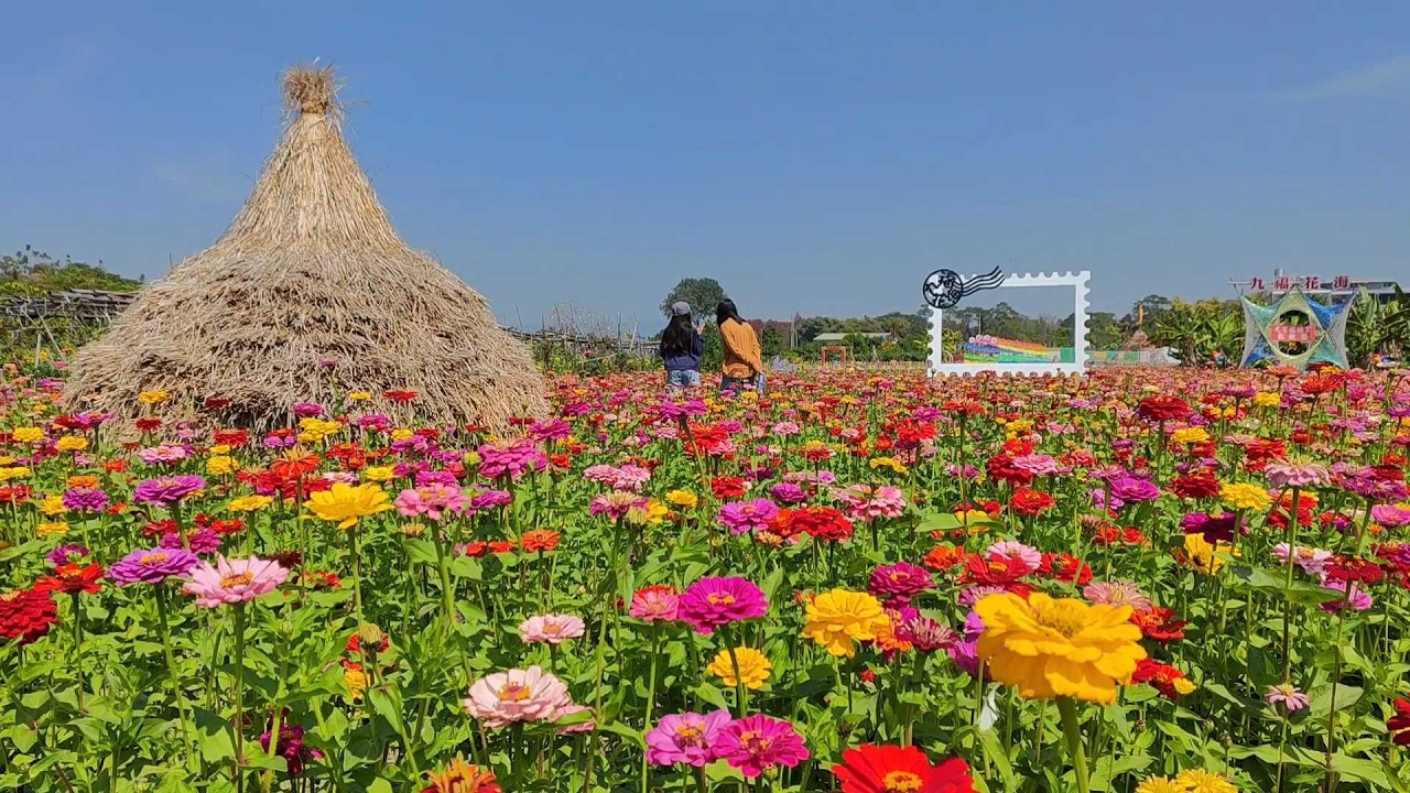 林內賞花秘境【 九福花海】