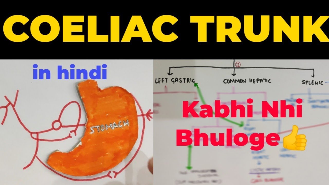 Coeliac Trunk | Branches of Coeliac Trunk | Abdominal Aorta | Abdomen