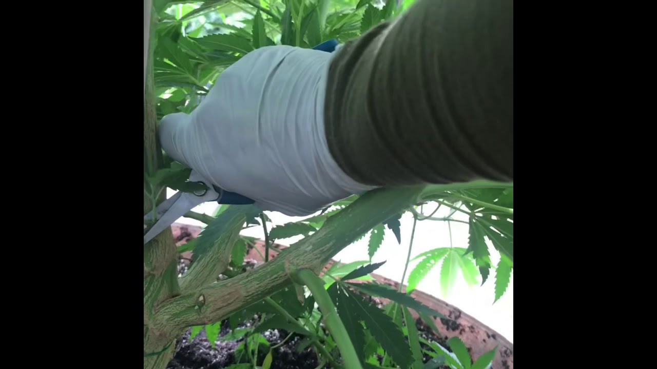Colorado outdoor marijuana grow July 4, 2020 pruning the ladies