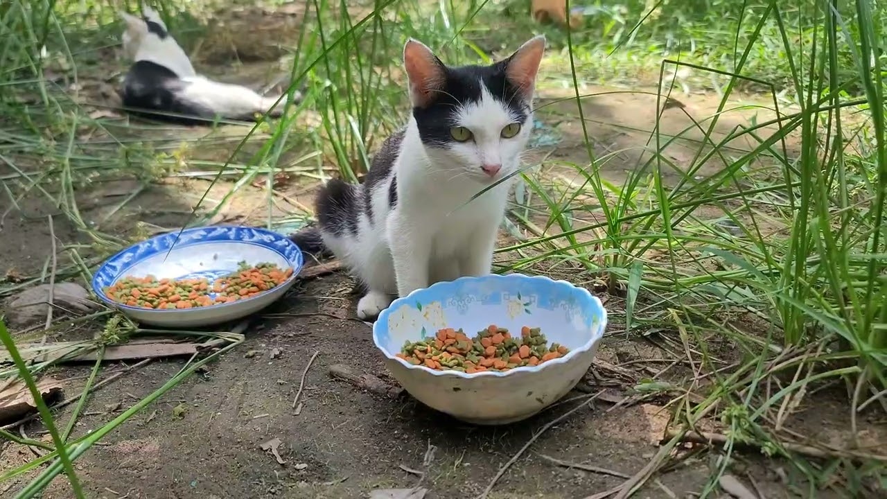 They Chose Me 🐾💛 Cats & Kittens Enjoy Their Loving Morning Meal | Paw & Hoof Life