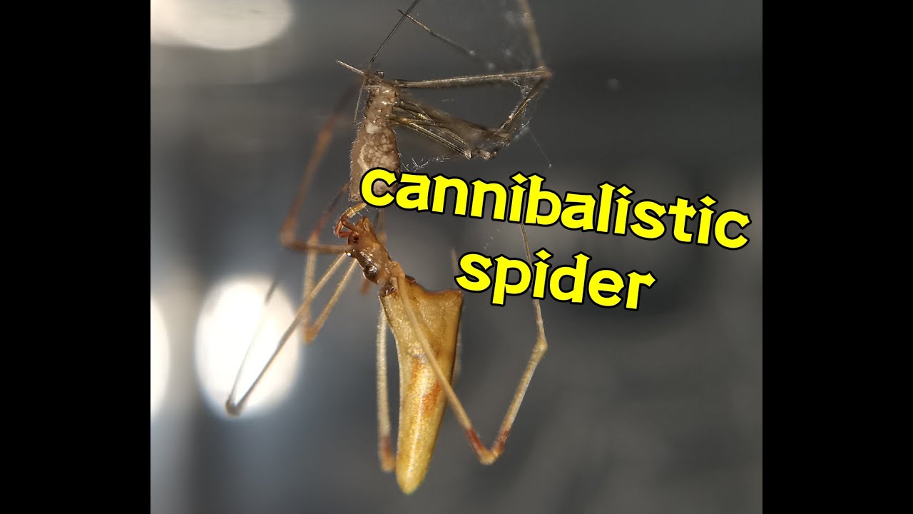 Rhomphaea sagana, A spider killer with a slender body that moves at night