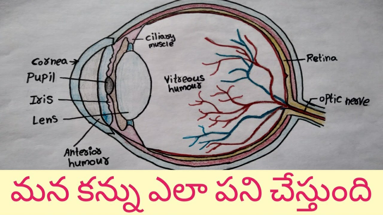 Human Eye || Structure and function of Eye || Parts of the Eye  || Telugu