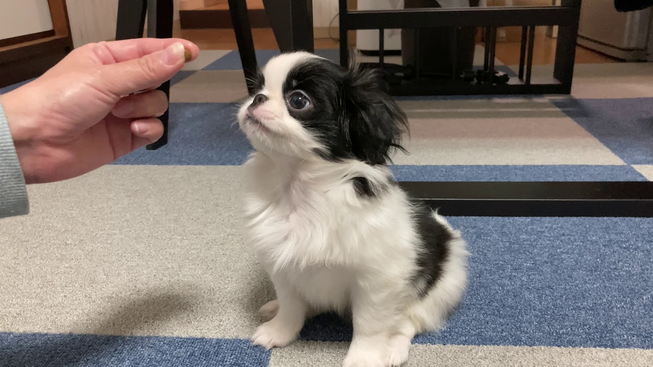 かわいい子犬の狆。お手、おかわりの練習。japanese chin