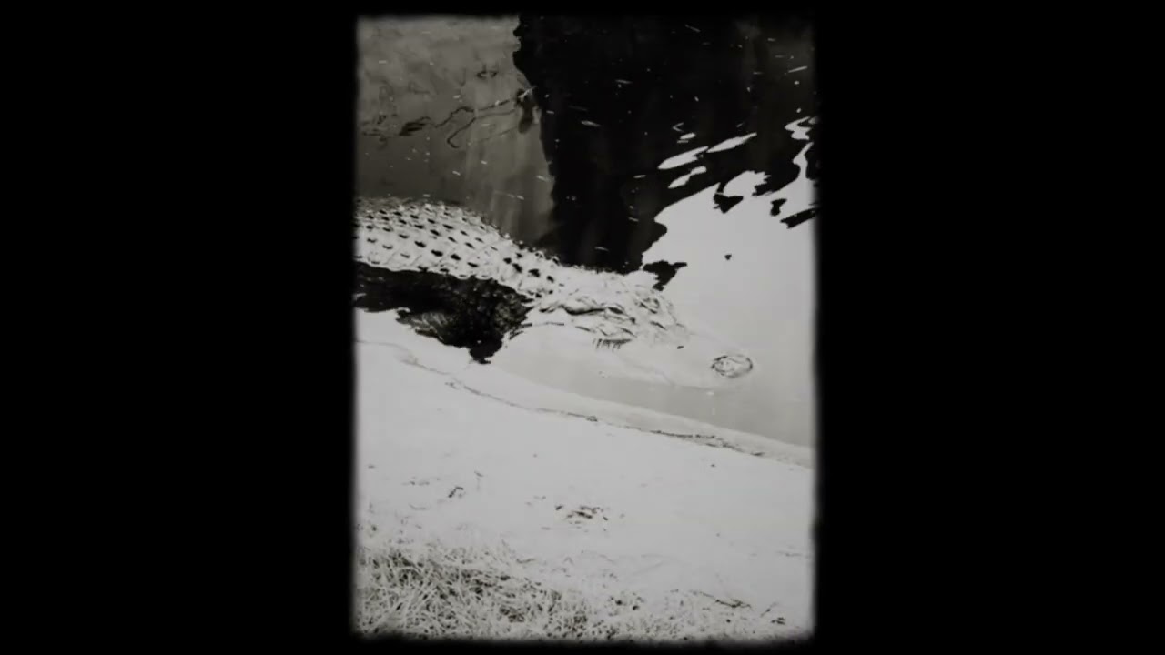 Caged Animals - An Alligator's Tail