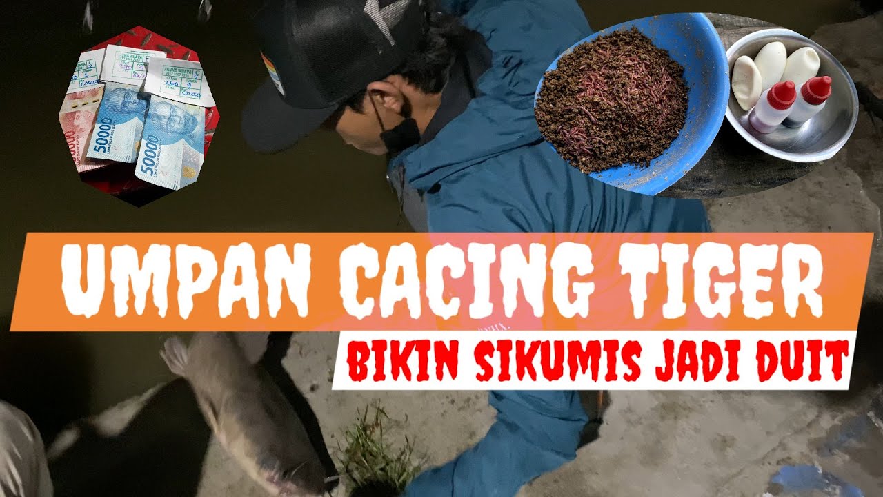 UMPAN ANDALAN GALATAMA LELE || CACING TIGER MENGGILA BIKIN SIKUMIS JADI DUIT