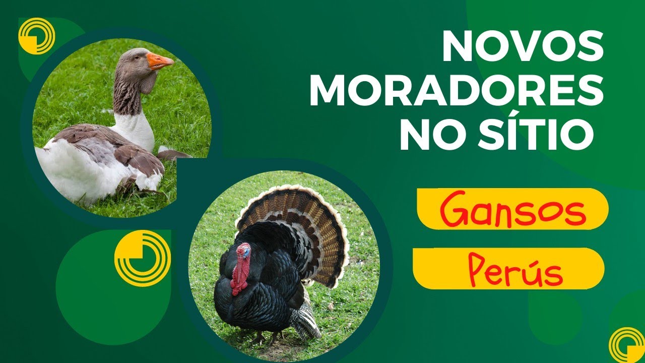 Novos moradores aqui no Sítio Belém, Gansos e Perú #vidanaroca #peru #galinhas