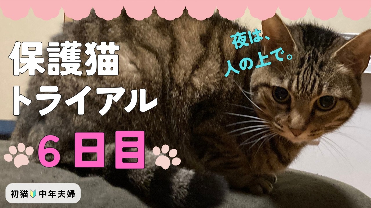 保護猫トライアル6日目｜落ち着いた一日と、少しの気がかり