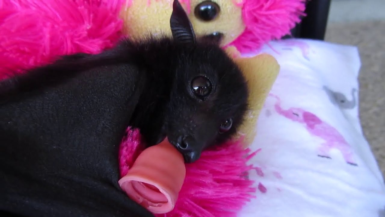 The Batty Extrovert And The Cuddle Bunny