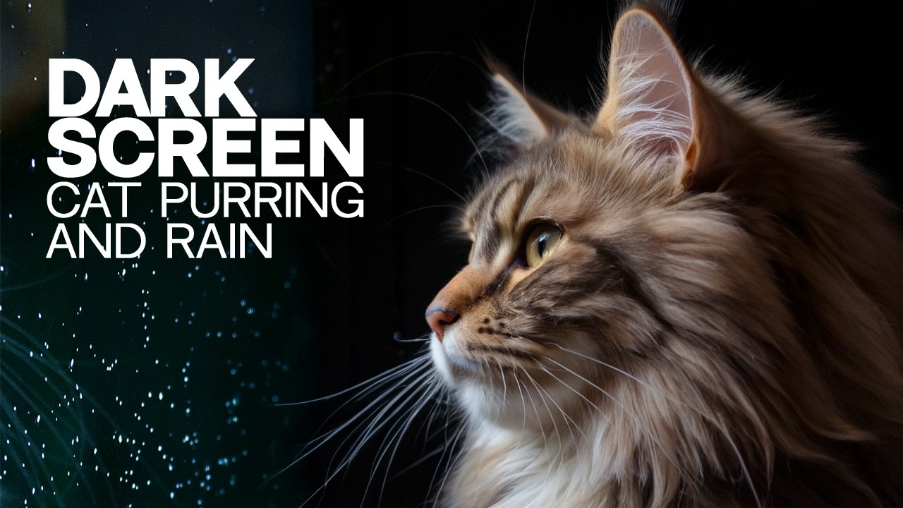 Cat Purr And Gentle Rain With Dark Screen | Cat Purring ASMR & Soft Rain for Sleep | 3 Hours |