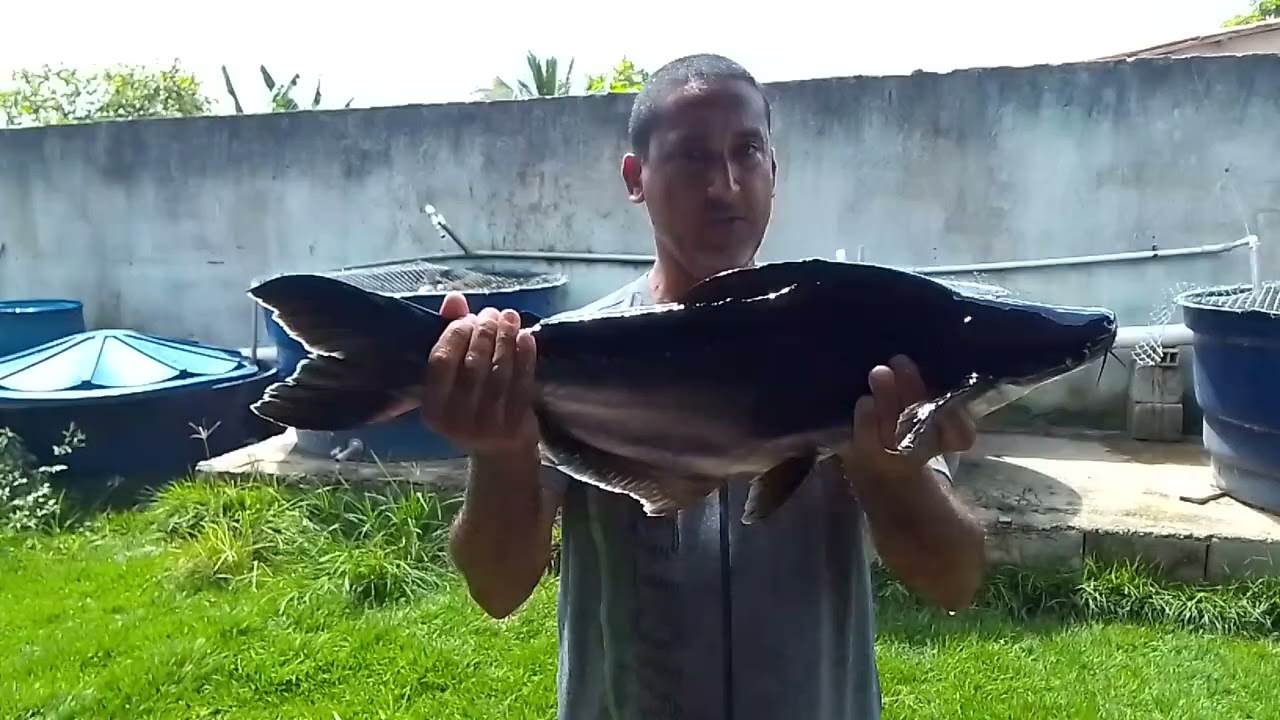 Panga em caixa de água 1.000 litros