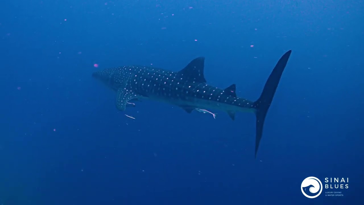 Whale Shark - Ras Nasrani Dive Site - Sharm El Sheikh - Red Sea Marine Life - Scuba Diving 🤿 Egypt