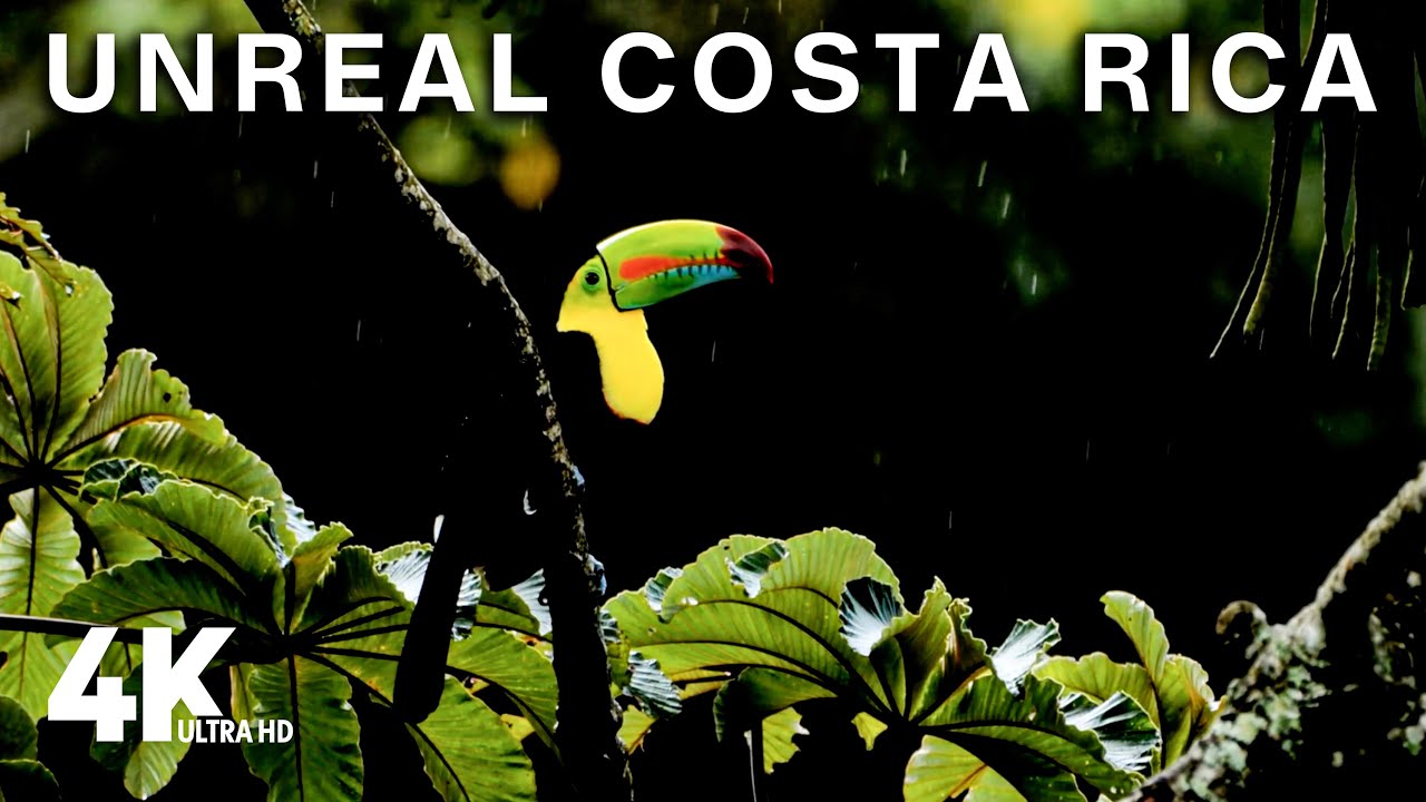 Costa Rica in 4K: Natural wonders and fascinating creatures
