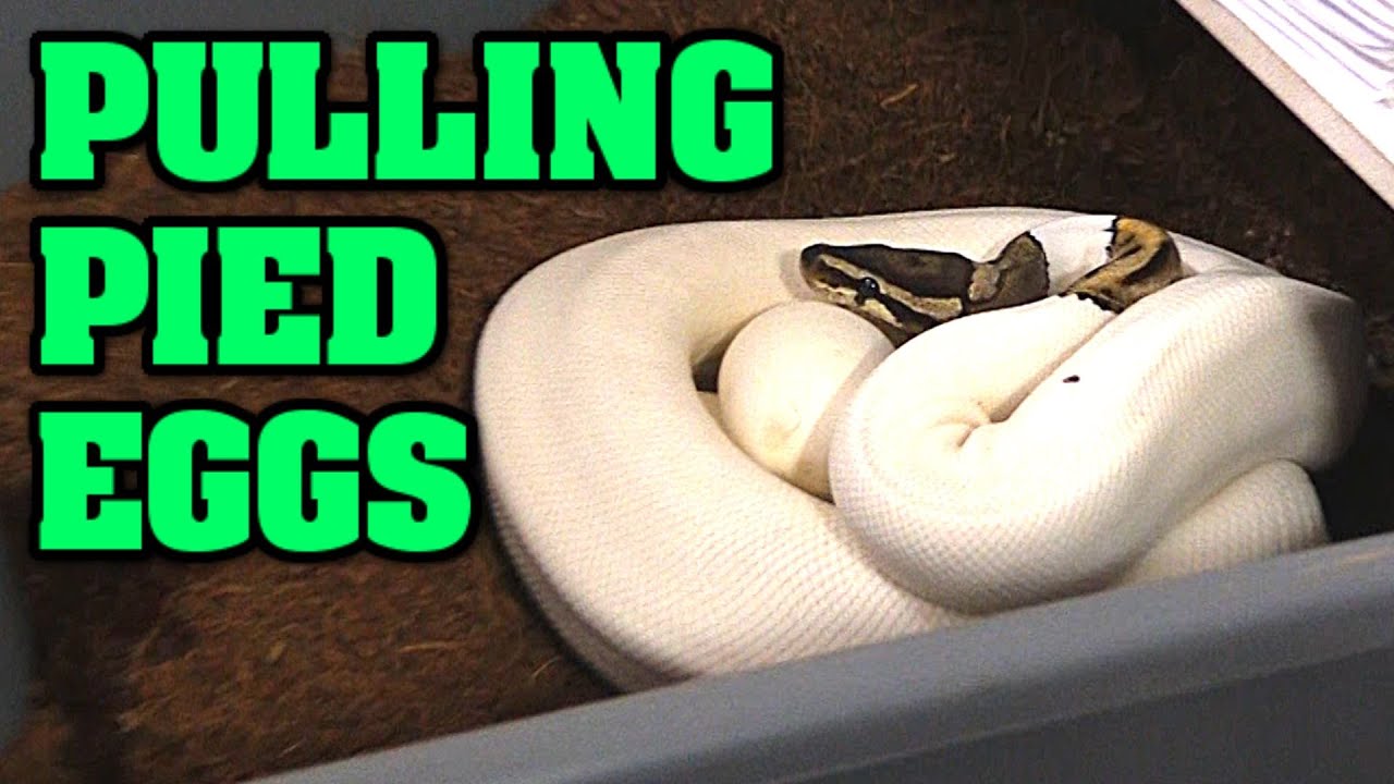 LET'S PULL SOME EGGS!!!  How we take, setup, and incubate ball python EGGS!