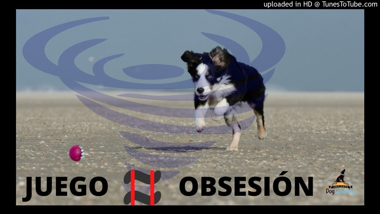 [PODCAST] ¡OJO! SEÑALES para saber si tu perro está OBSESIONADO CON LA PELOTA - Episodio 99