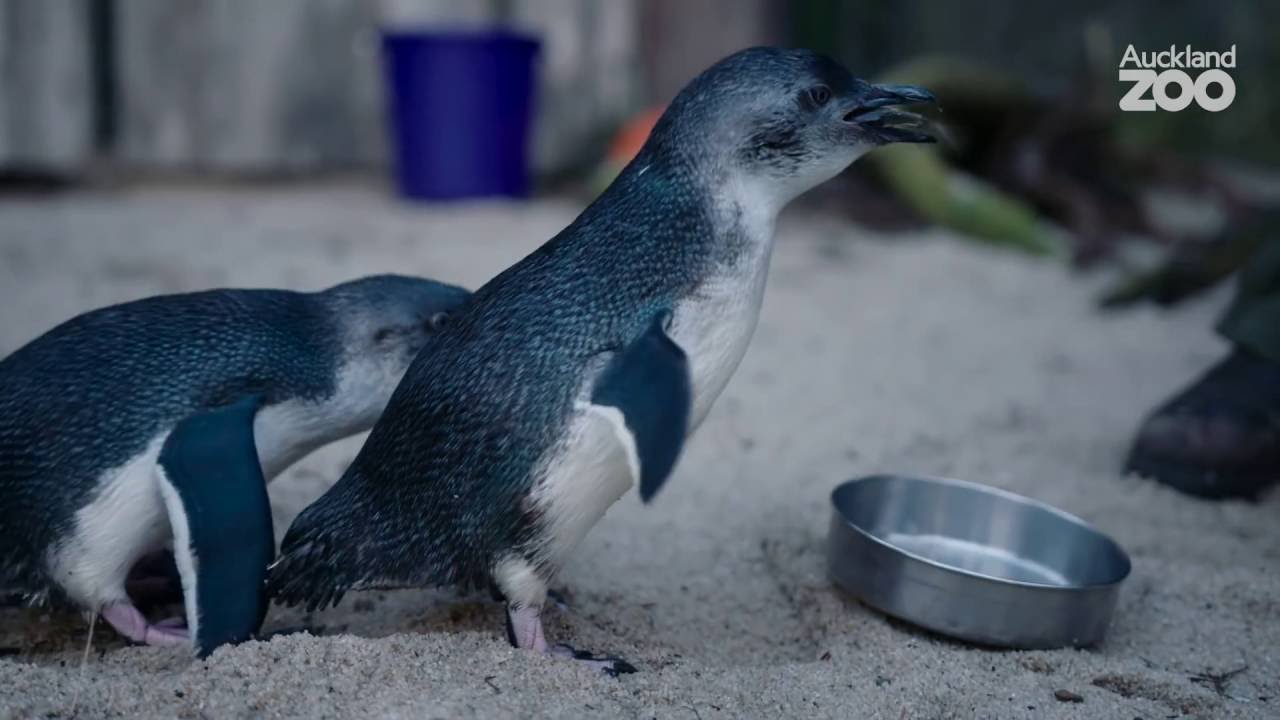 Zoo Tales - Korora - the world's smallest penguin