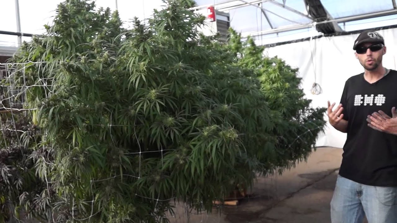 Flo OG Friday Ep.10 [Cornbread OG]