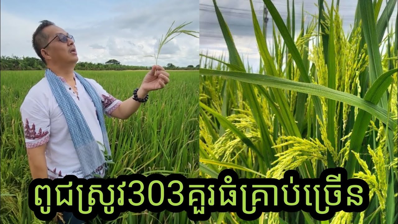 ដំណាំស្រូវ303-ពូជស្រូវ303