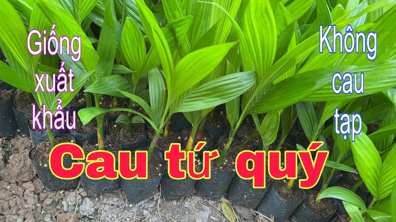 Cau Tết. Giá cau giống xuất khẩu. 120 cây tặng 5 cây. 