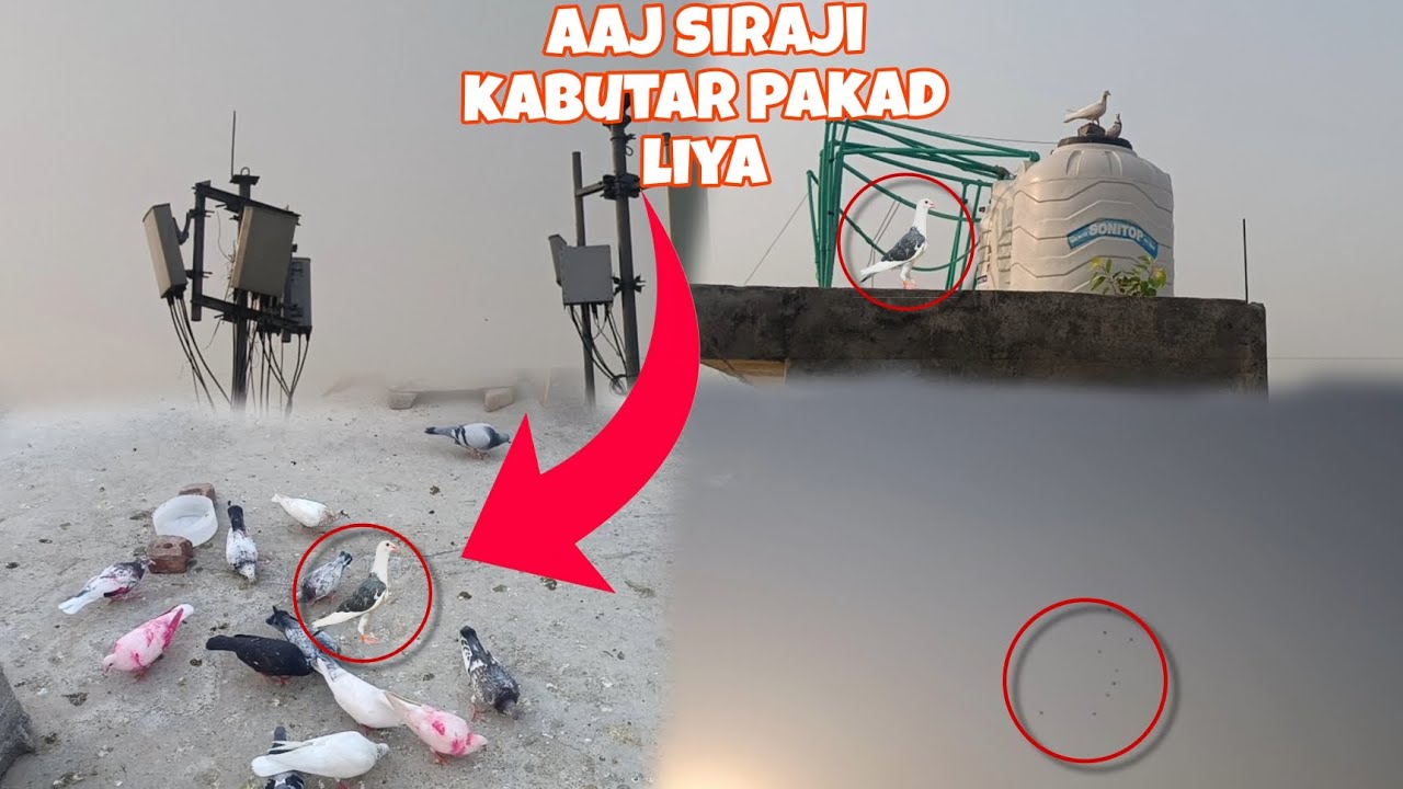 Aaj siraji kabutar pakad liya 🥲🥲 ! White Pigeon Vlogger !