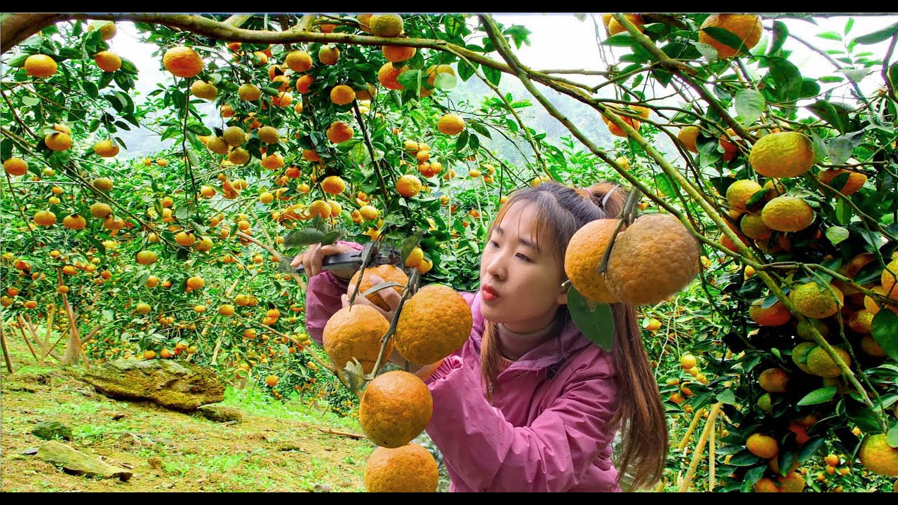 live off the grid in the forest, garden, harvest oranges, grapefruit,... to sell at market.