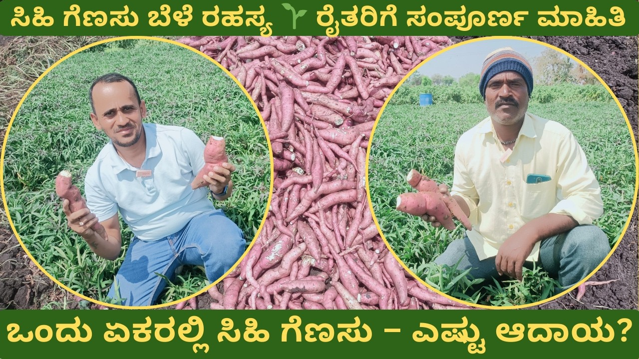 ಸಿಹಿ ಗೆಣಸು ಬೆಳೆ ಯಶಸ್ವಿ ರೈತರ ಅನುಭವ #sweetpotato #money #earning #agriculture #farming #kannada #info