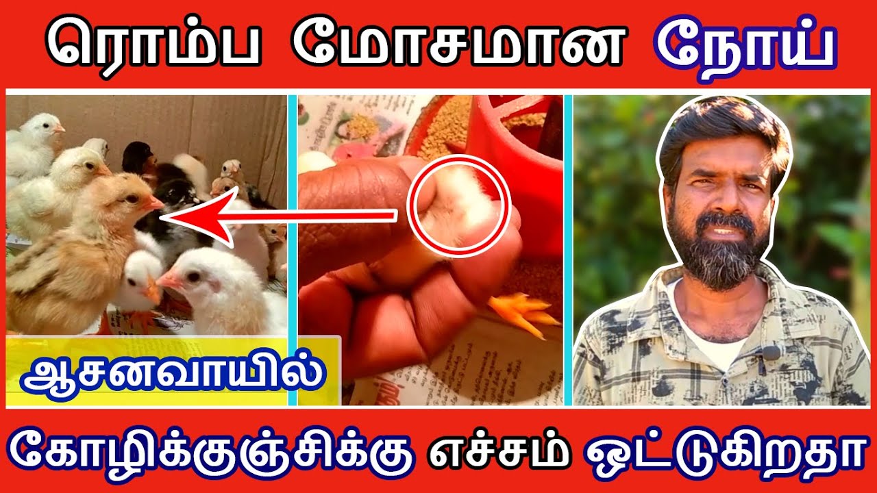 ஆசனவாயில் கோழிக்குஞ்சிக்கு எச்சம் ஒட்டுகிறதா ? | ரொம்ப மோசமான நோய் | TAMIL | GUNA NATTUKOZHI PANNAI