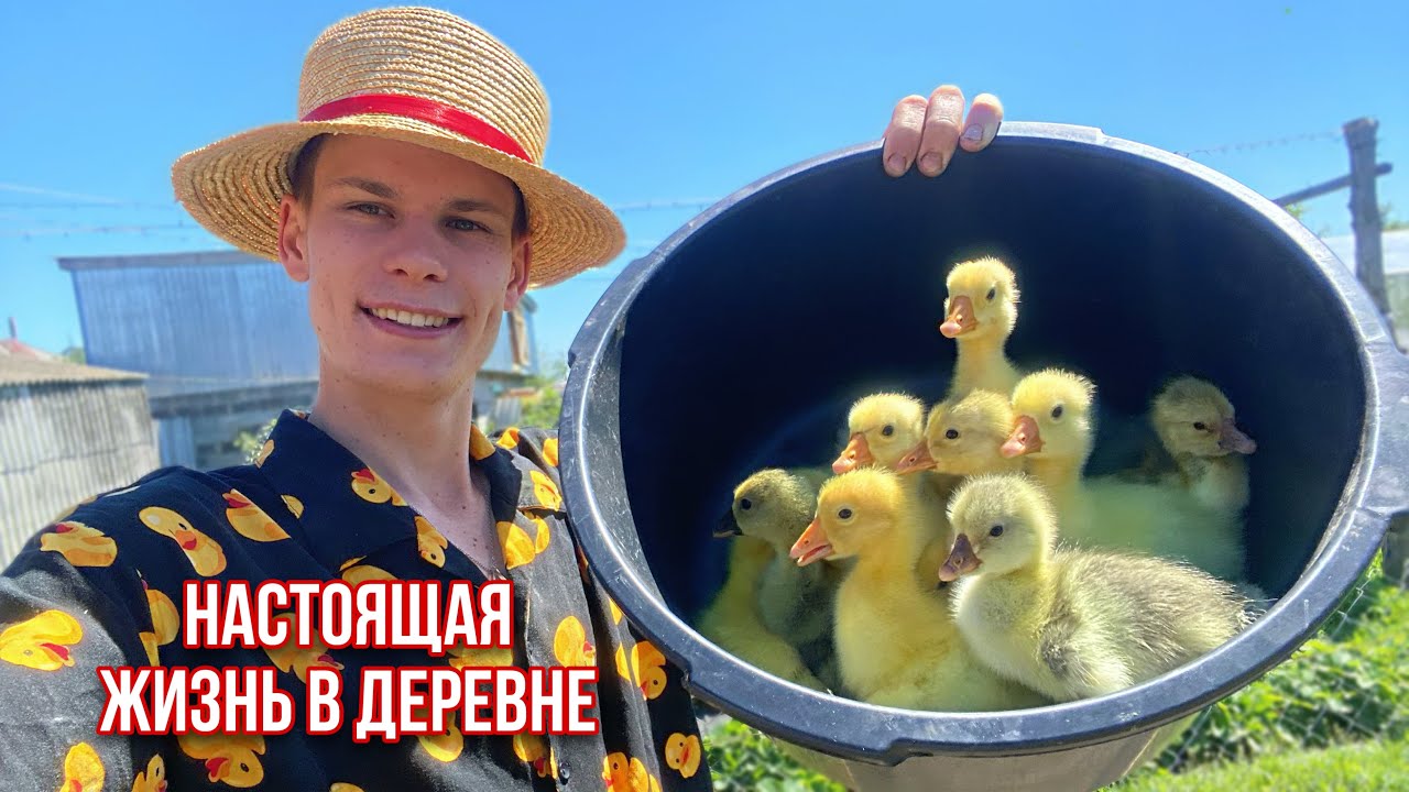 ВСЕ ТРУДЫ ЧЕРЕЗ ОДНО МЕСТО 🌾НАСТОЯЩАЯ ЖИЗНЬ В ДЕРЕВНЕ 🏡ЧТО С НАШИМИ ПАВЛИНАМИ ?🦚Огород🌶️ ПОПОЛНЕНИЯ🐣