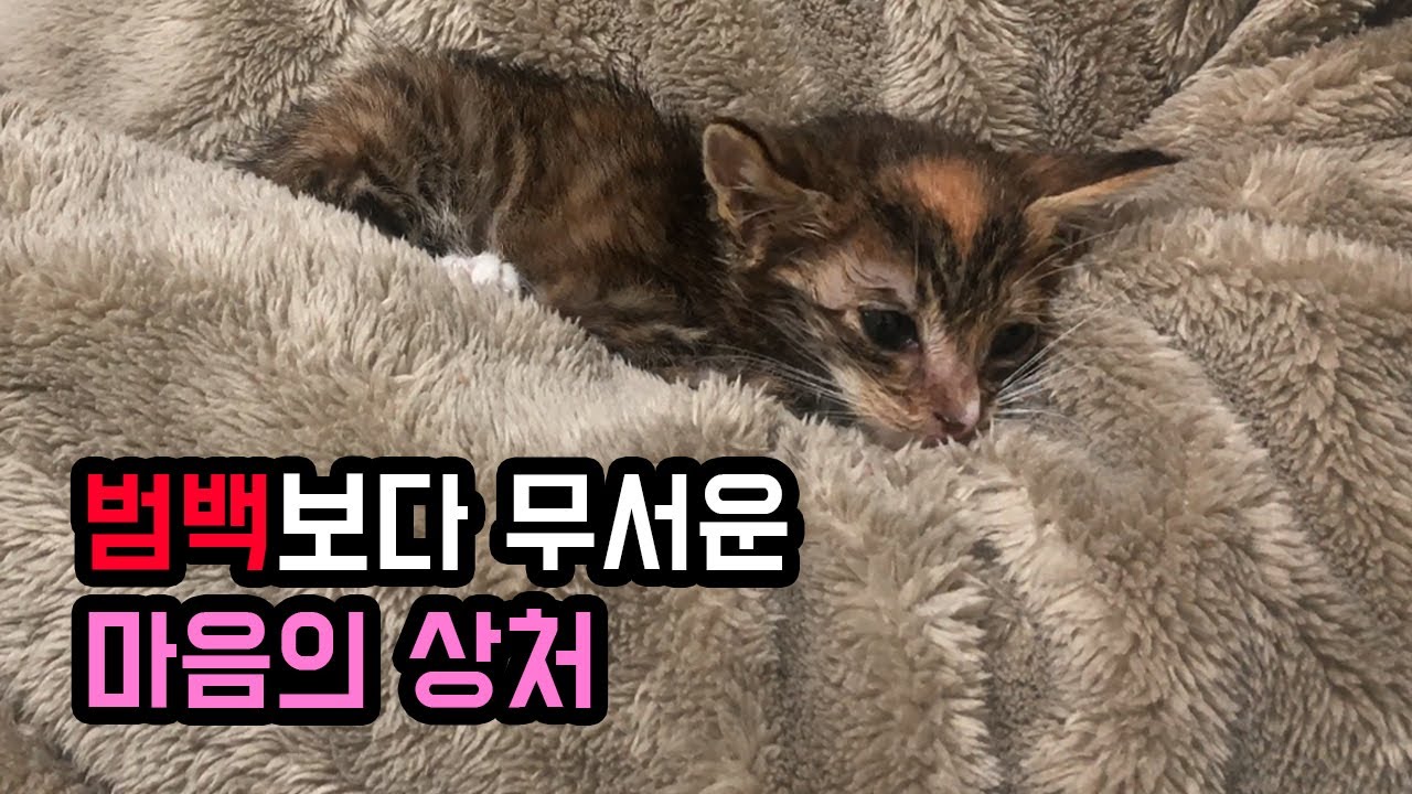 살고 싶은 의지가 없어 보이는 아기고양이 (치료, 퇴원, 임시보호)