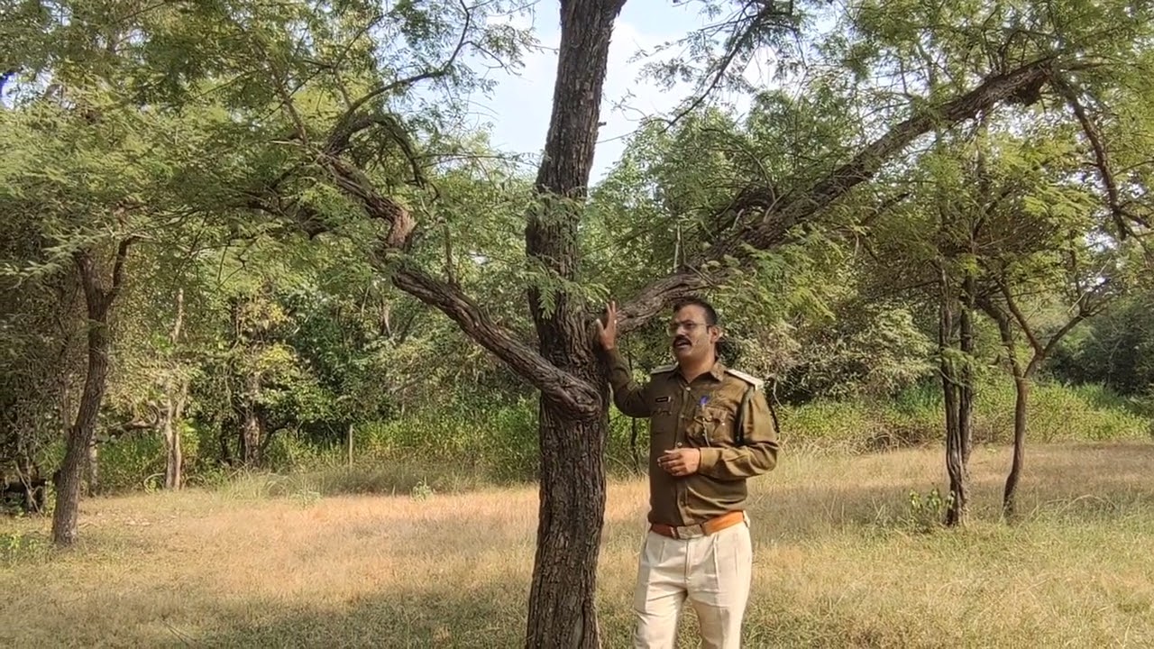 Acacia catechu (Khair) Tree