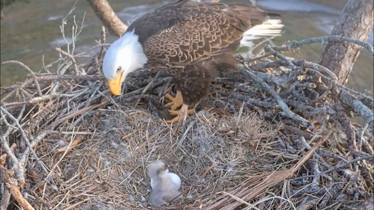 SWFL Eagles 12-20-25.  M15 & F23 FEED LEFTOVER PREY to E26; Egg #2 Clear of Cap! 🙌🎉😊