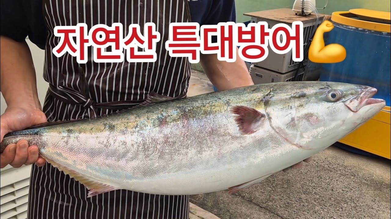 A급 자연산 대방어를 만났습니다👍