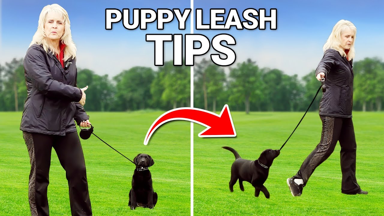 Puppy Leash Training Secrets Nobody Tells You