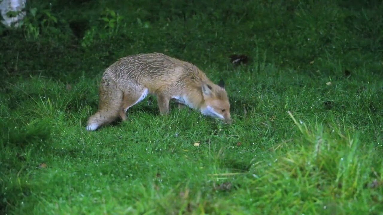 Ladywalk Nature Reserve Coleshill Warwickshire. #fox #Wildlife #wildlifephotography #z9 #nikonz9 