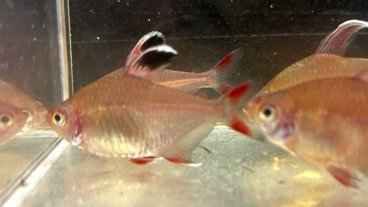 Breeding Megalamphodus bentosi   2