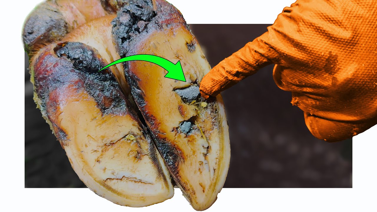 PICKING STONES out of COW's HOOVES ... & a BAD WHITE LINE PROBLEM