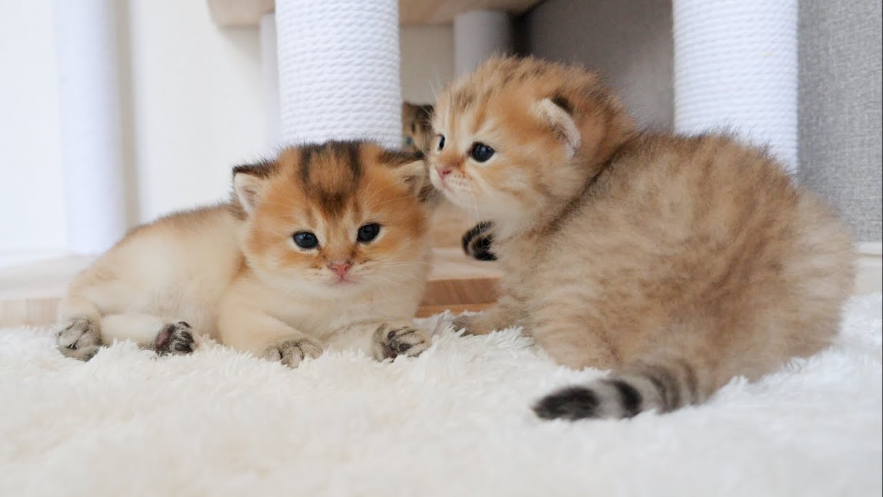 Kittens start to look alike, making it difficult to tell them apart in the future