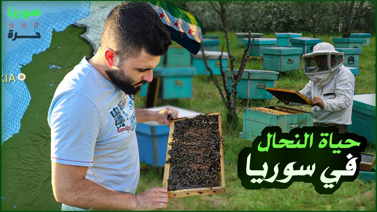 اللاذقية ونطاق مراعي النحل الواسع بعد سقوط الاسد...! رحلة مشوقة في ربيع سوريا