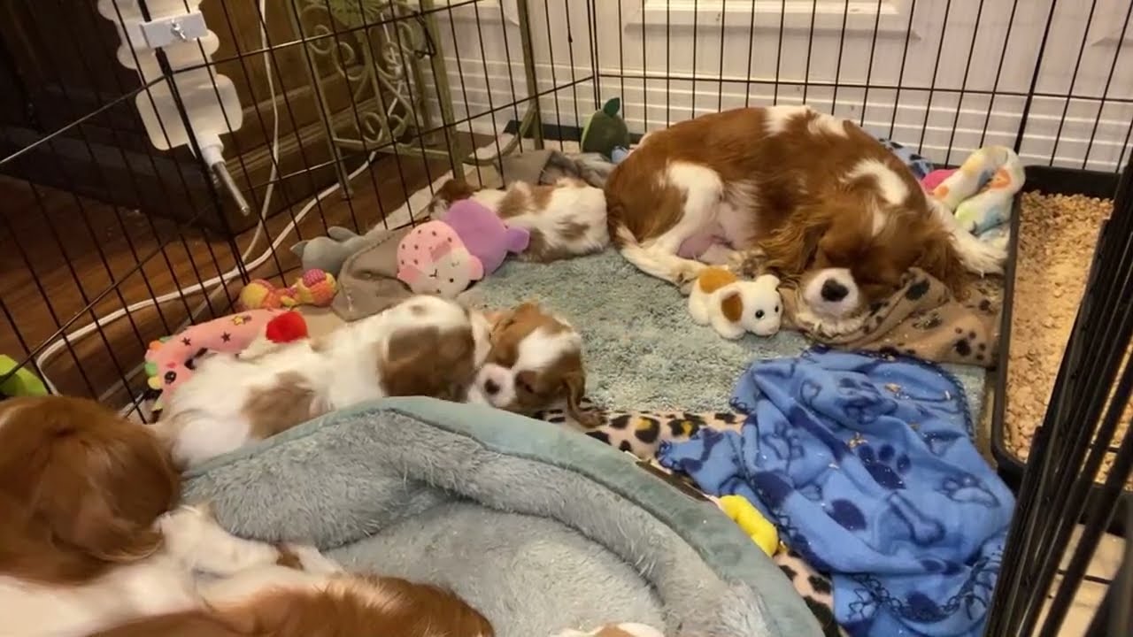 Cavalier Puppies: 5 weeks old