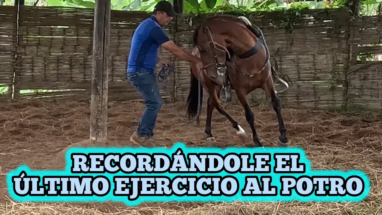 RECORDÁNDOLE EL ÚLTIMO EJERCICIO AL POTRO octava clase 