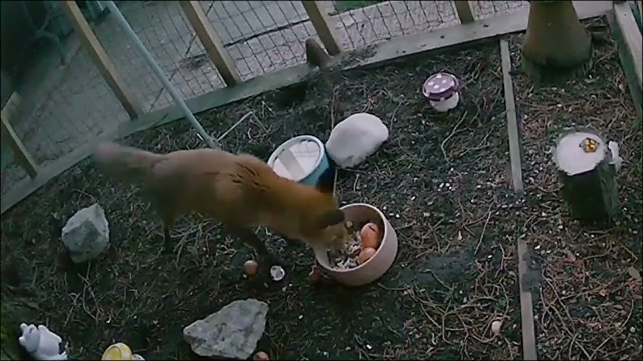Our Family  of Foxes - A look back to March 2021 when Rubie was born.