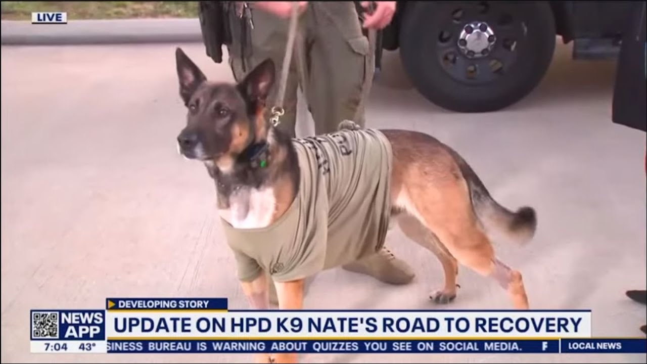 KRIV: Update on K9 Officer Nate's Recovery After Stabbing