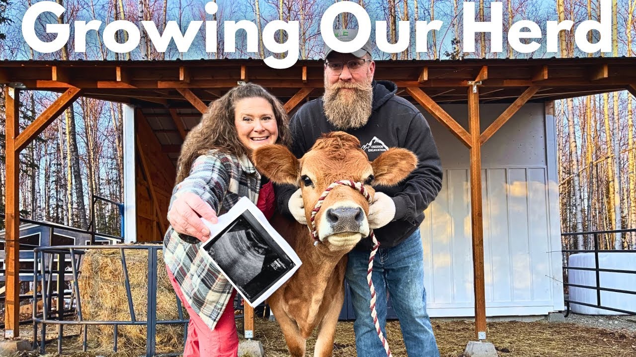 Expanding Our Mini Jersey Herd & Barn Transformation! In time for Alaska Winter. #alaska #minicow