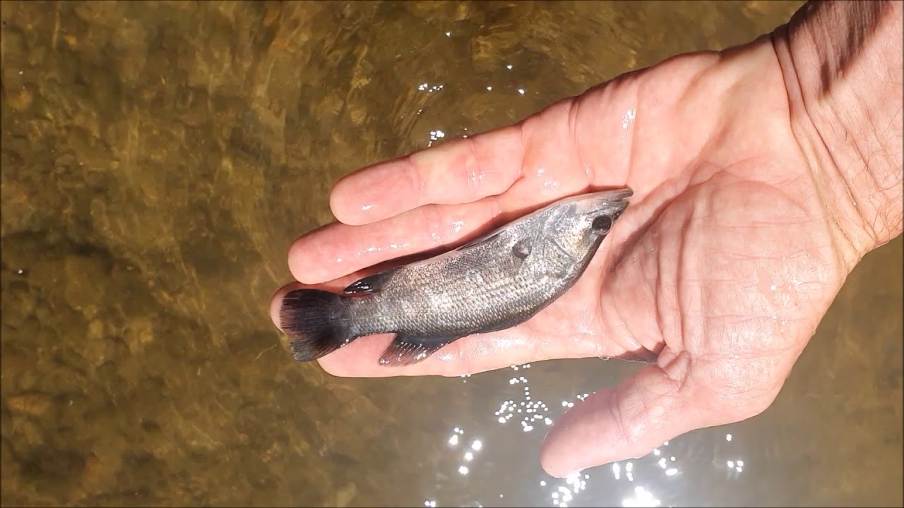 Barra river  stocking 2020