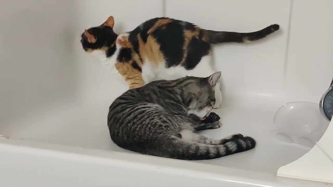 Callie teaches Louie a lesson (instead of the reverse)