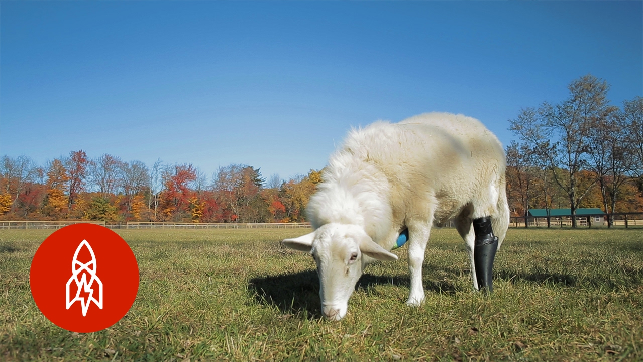 This Farm Fits Injured Animals with Prosthetics