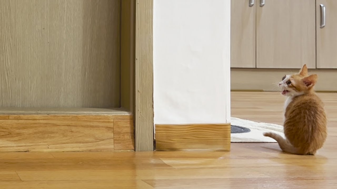 말 없던 아깽이.. 집사가 사라졌더니 울음이 터졌어요