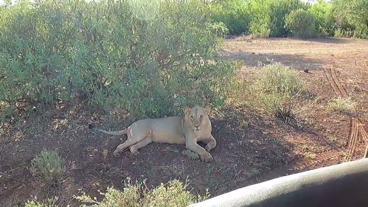 Guess who's BACK! BEAUTIFUL SAMBURU KENYA SAFARI!