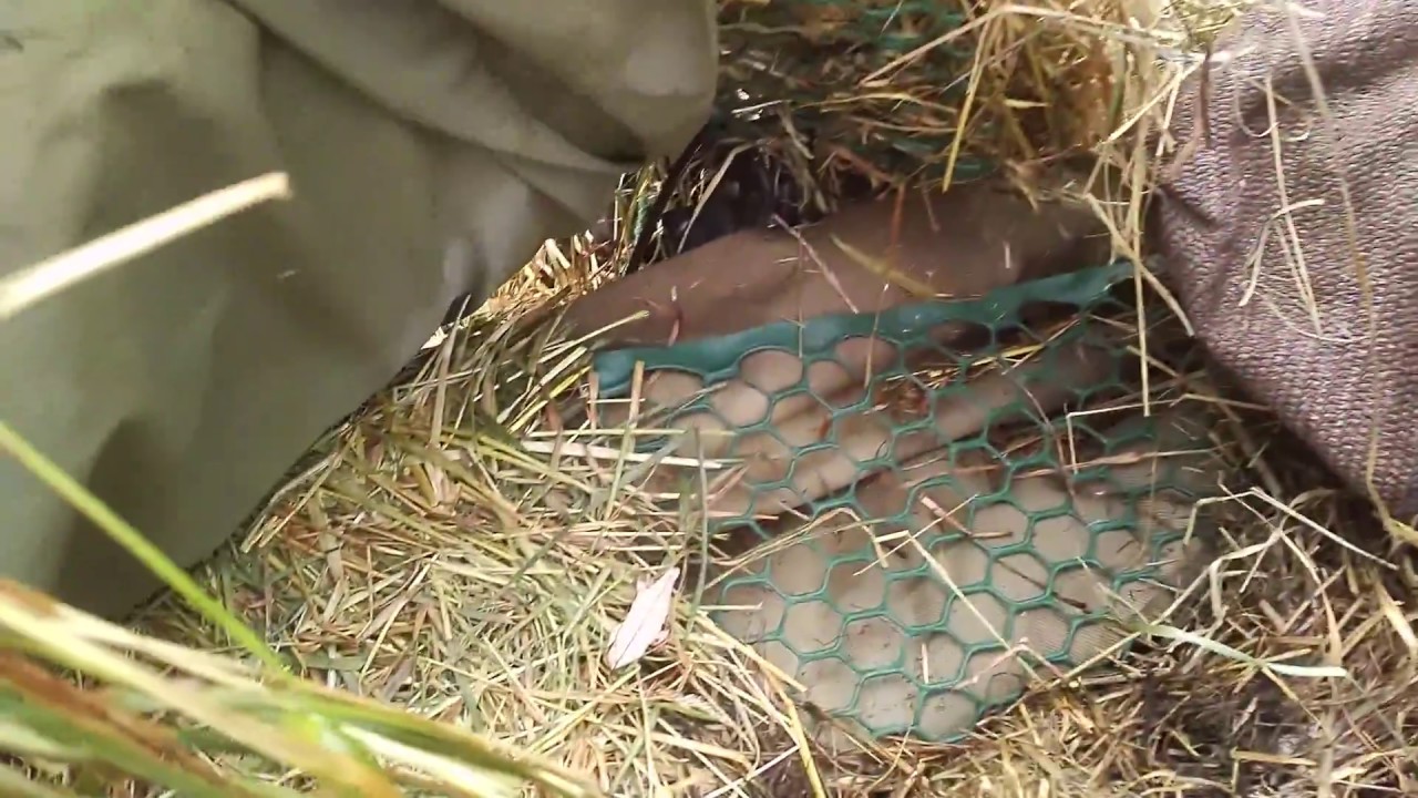 Canoe duck blind